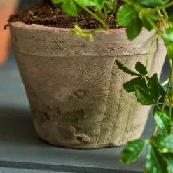 Aged Terracotta Pot