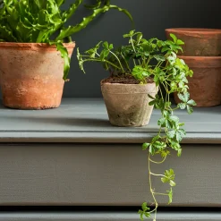 Aged Terracotta Pot