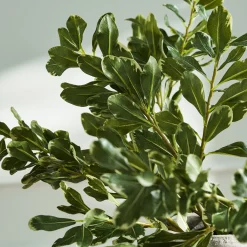 Faux Pittosporum Leaves - Green