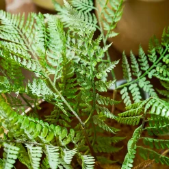 Fern Tree