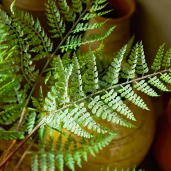 Fern Tree