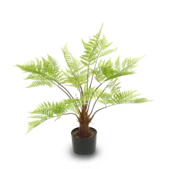 Fern Tree