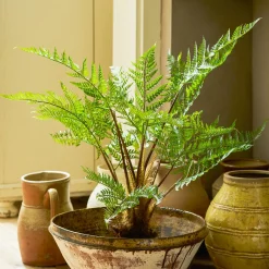 Fern Tree