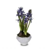 Indigo Potted Hyacinth