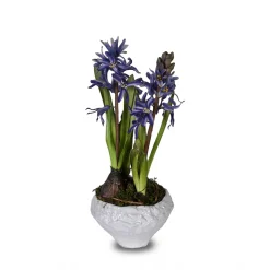 Indigo Potted Hyacinth