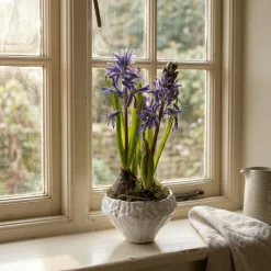 Indigo Potted Hyacinth