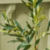 Olive Tree