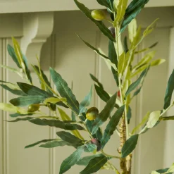Olive Tree