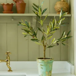 Olive Tree