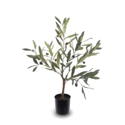 Olive Tree