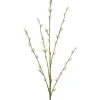 Pussy Willow Spray
