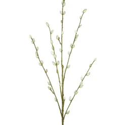 Pussy Willow Spray