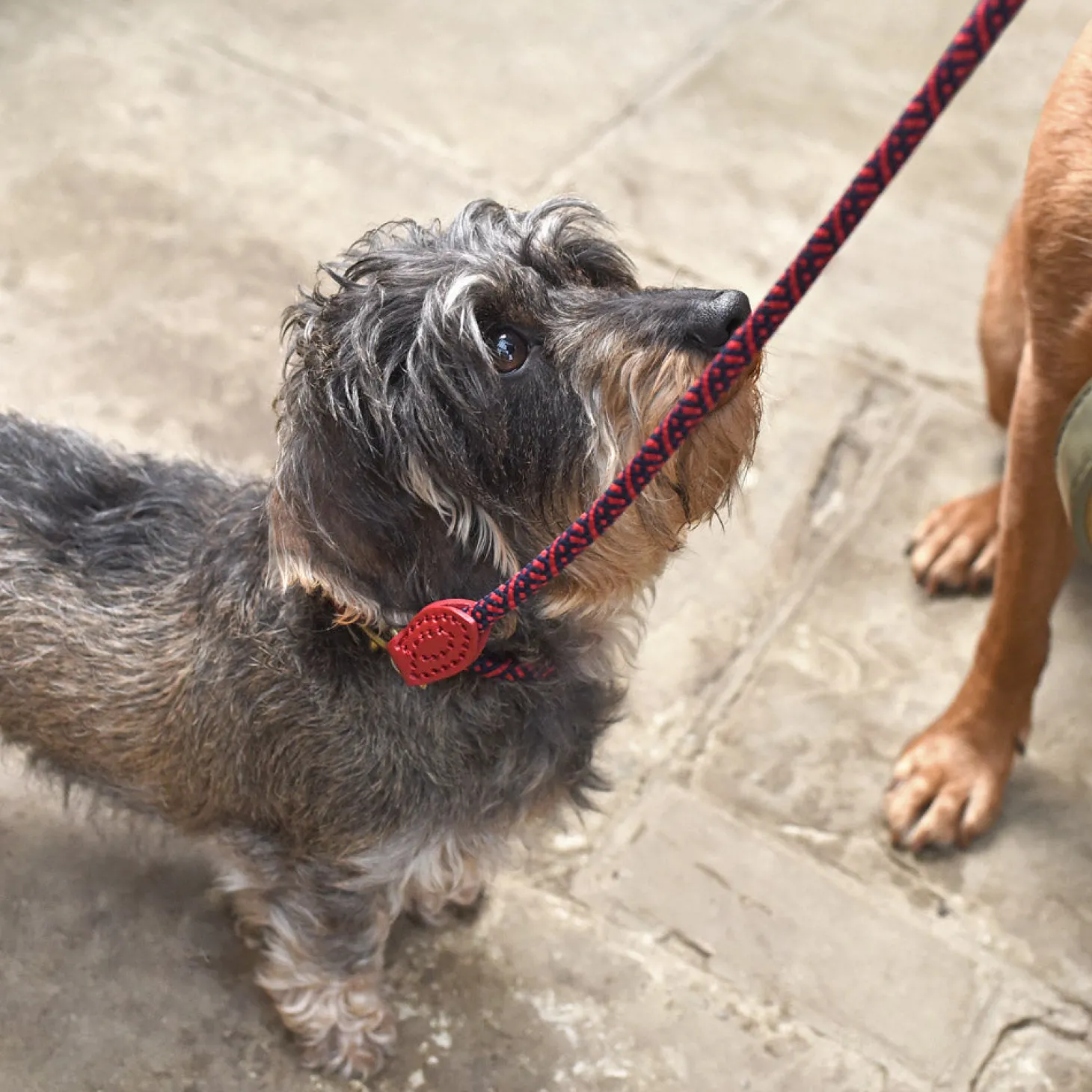 Red Rope Lead