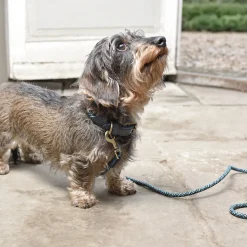 Teal Rope Collar