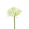 White Agapanthus