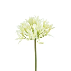 White Agapanthus