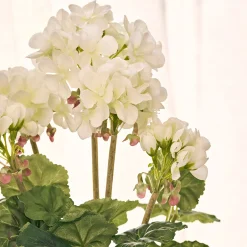 White Potted Geranium