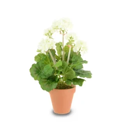 White Potted Geranium