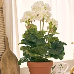 White Potted Geranium