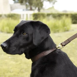 Woof Leather Dog Collar