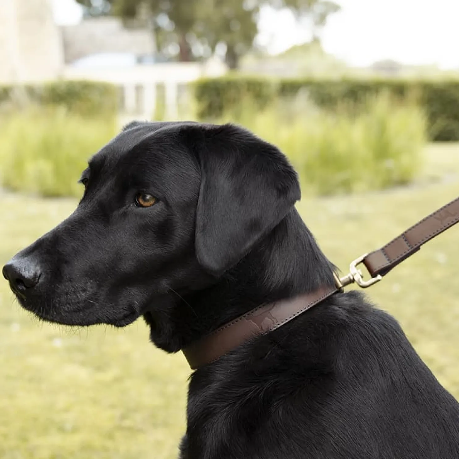 Woof Leather Dog Collar