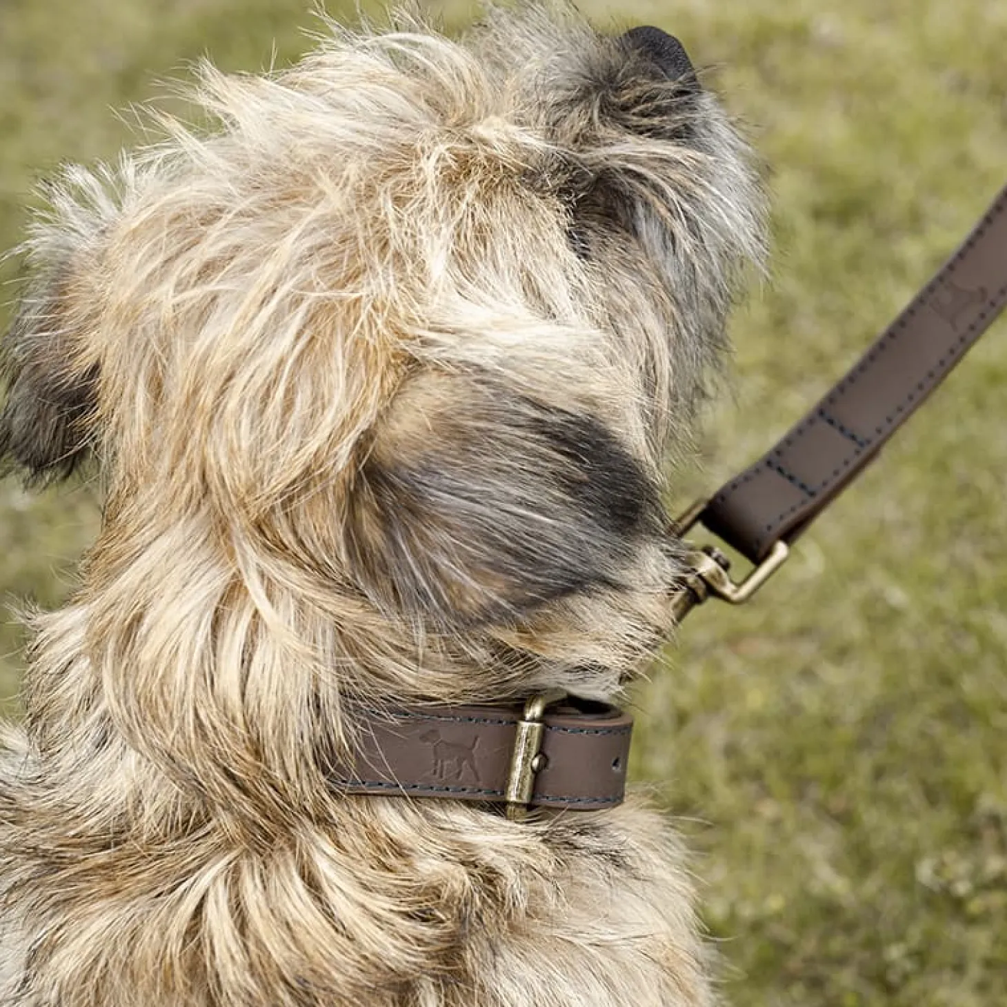 Woof Leather Dog Collar