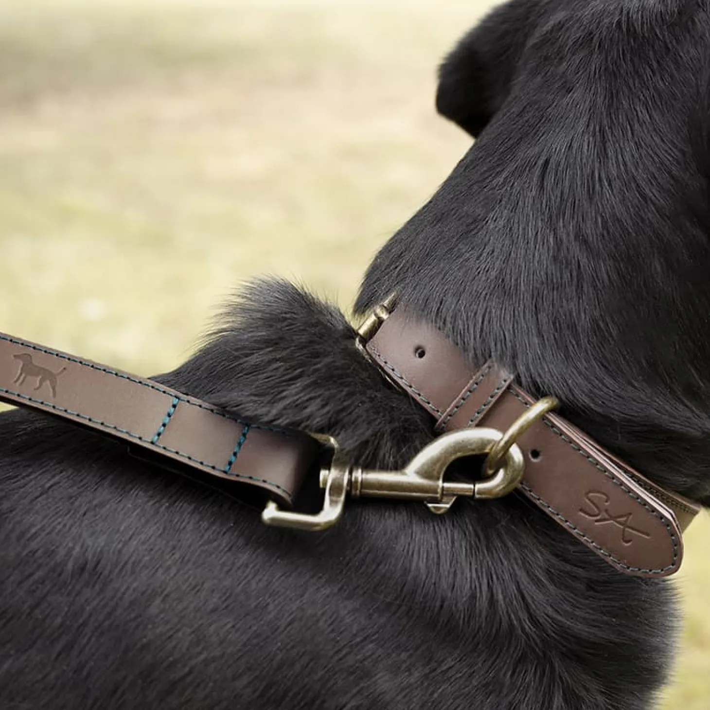 Woof Leather Dog Collar